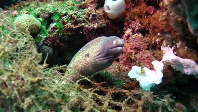 greyface moray eel Negros Philippnies