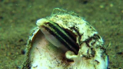 striped poison fanged blenny in shell housing Negros Philippnies