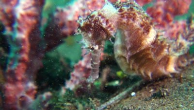 thorny seahorse Negros Philippines