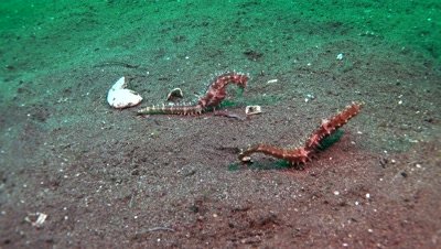 thorny seahorse Negros Philippines