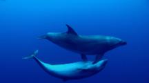 Dolphins Playing Before Mating