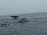 Blue Whales, Blows, Flukes, Feeding On Krill
