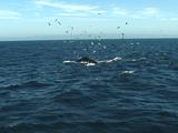 Humpback Whale, Pod Of Dolphins, Sea Birds Feeding On Krill