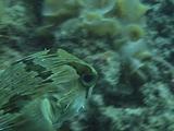 Black- Blotched Porcupinefish Cu