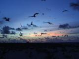 Sooty Tern Colony Flying At Sunset