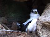 White-Tailed Tropicbird In Nest 