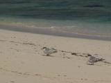 Lesser Crested Tern On Beach
