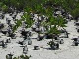 Sooty Tern Colony