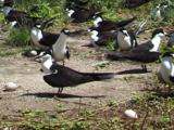 Sooty Terns With Eggs