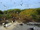 Sooty Tern Colony Nesting