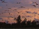 Sooty Tern Colony At Sunset