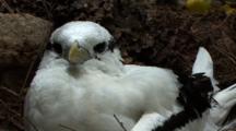 White-Tailed Tropicbird In Ground Nest