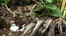 White-Tailed Tropicbird In Ground Nest