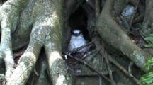 White-Tailed Tropicbird Nesting In Roots Of Banyan Tree