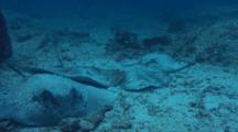 Jenkins' Whiprays And Blotched Fantail Ray