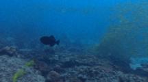 Black Triggerfish In School Of Snappers