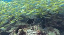 Black Triggerfish In School Of Snappers
