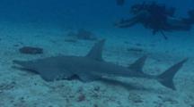 White-Spotted Guitarfish And Diver