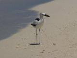 Crab Plover On The Beach