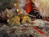 Hermit Crab   At Night