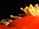 Close Up Anemone Tentacles At Night