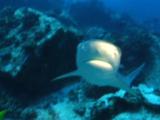 Grey Reef Shark And Divers