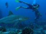 Grey Reef Shark  And Divers