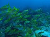 School Of Goatfish And Snappers
