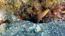 A Pygmy Or Dwarf Moray Eel, Anarchias Similis, On A Cave On A Sandy Coral Reef