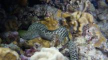 An Undulated Moray Eel, Gymnothorax Undulate, Slithers Through A Dark Coral Reef Hunting For Prey