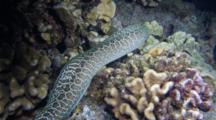 An Undulated Moray Eel, Gymnothorax Undulate, Slithers Through A Dark Coral Reef Hunting For Prey