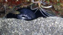 A Longfin African Conger Eel, Conger Cinereus, Also Known As A Mustache Conger Eel In A Cave At Night