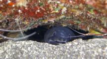 A Longfin African Conger Eel, Conger Cinereus, Also Known As A Mustache Conger Eel In A Cave At Night