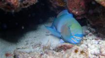 A Male Phase Redlip Parrotfish,Scarus Rubroviolaceus,Sleeps Under A Coral Reef