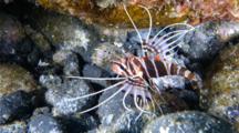 A Hawaiian Red Lionfish, Pterois Sphex, On A Coral Reef At Night