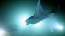 A Group Of Manta Rays, M. Birostris, Feeding At Night At The Campfire Of Underwater Lights In Kona