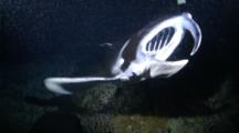 Manta Rays, M. Birostris, Feeding On Plankton By Swooping In Circles On A Coral Reef At Night