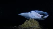 Manta Rays Feeding On Plankton On A Coral Reef At Night