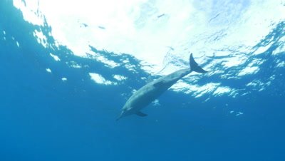 Spinner dolphin leaps out of the water at Two Step Beach in Kona Big Island Hawaii