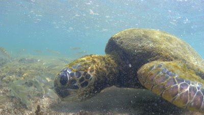 Green sea turtle feeds on algae and gets knocked by waves on a rocky coral reef