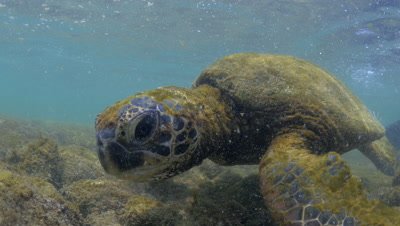 Green sea turtle feeds on algae and gets knocked by waves on a rocky coral reef