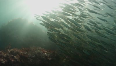 A school of young king mackerel in the sun light and beams 
