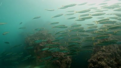 A school of king mackerel in Monterey Bay