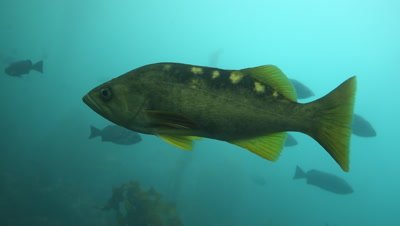 Olive rockfish also known as yellow tail rockfish swims through a kelp forest