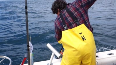 Sport fishermen catch and gaff a thrashing albacore tunafish 