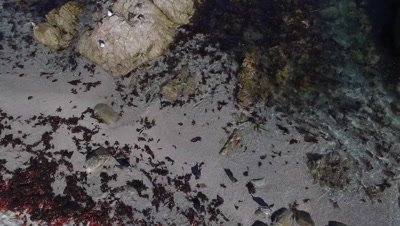 Aerials of tuna crabs washing ashore