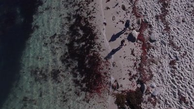 Aerials of tuna crabs washing ashore