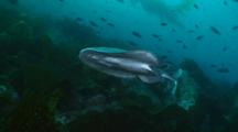 Torpedo Ray Swims Above Kelp