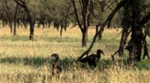 Southern Ground-Hornbill Male And Female Graze With Swaying Dry Grass