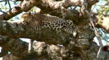 A Hot Leopard In A Tree Tries To Get Comfortable
